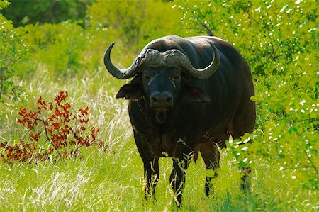 Buffle d'Afrique (Syncerus caffer) dans une forêt, Motswari Game Reserve, en Afrique du Sud Photographie de stock - Premium Libres de Droits, Code: 625-01745220