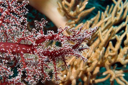 simsearch:625-01745272,k - Close-up of Red Soft Coral underwater, Milne Bay, Papua New Guinea Stock Photo - Premium Royalty-Free, Code: 625-01745222