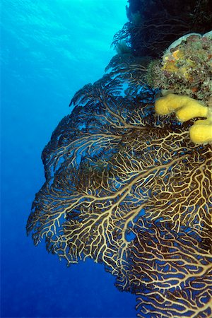 Gros plan de profondeur eau gorgones (Iciligorgia Schrammi) sous-marin Cozumel, Mexique Photographie de stock - Premium Libres de Droits, Code: 625-01745238