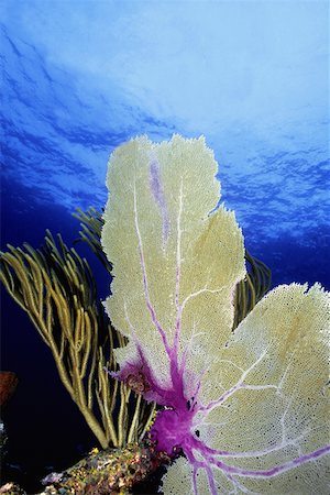 Close-up of a Common Sea Fan (Gorgonia Ventalina), Cayman Islands, West Indies Foto de stock - Sin royalties Premium, Código: 625-01745249