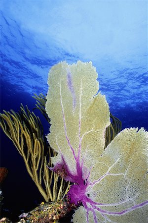 Close-up of a Common Sea Fan (Gorgonia Ventalina), Cayman Islands, West Indies Stock Photo - Premium Royalty-Free, Code: 625-01745249