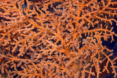 simsearch:625-01745411,k - Close-up of Wire Coral underwater Indonesia Foto de stock - Sin royalties Premium, Código: 625-01745241