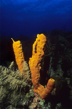 simsearch:625-01745224,k - Close-up of Yellow Tube Sponge (Aplysina Fistularis) underwater, Cayman Islands, West Indies Foto de stock - Sin royalties Premium, Código: 625-01745259