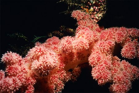 republic of palau - Gros plan du rouge corail mou sous l'eau, Palau Photographie de stock - Premium Libres de Droits, Code: 625-01745253