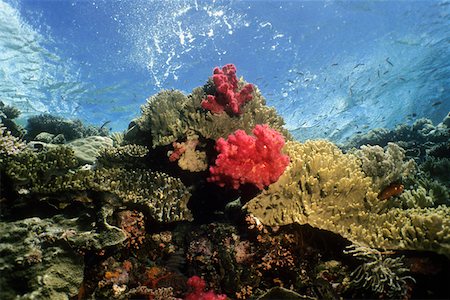 Coral reef with soft and hard corals underwater, Palau Foto de stock - Sin royalties Premium, Código: 625-01745265