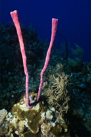 Close-up of Row Pore Rope Sponge (Aplysina Cauliformis) underwater Cayman Islands, West Indies Foto de stock - Sin royalties Premium, Código: 625-01745269