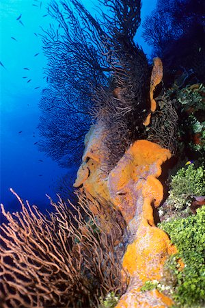 Corals underwater, Grooved-blade sea whip (Pterogorgia guadalupensis), Deep Water Gorgonian (Iciligorgia Schrammi), Foto de stock - Sin royalties Premium, Código: 625-01745274