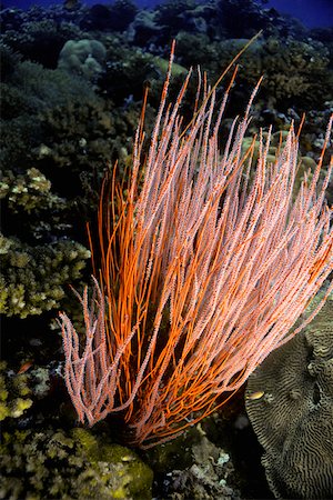 simsearch:625-01745228,k - Close-up of Red Whip Coral underwater, New Britain Island, Papua New Guinea Foto de stock - Sin royalties Premium, Código: 625-01745276