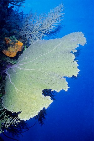 Close-up of a Common Sea Fan (Gorgonia Ventalina), Cayman Islands, West Indies Foto de stock - Sin royalties Premium, Código: 625-01745272
