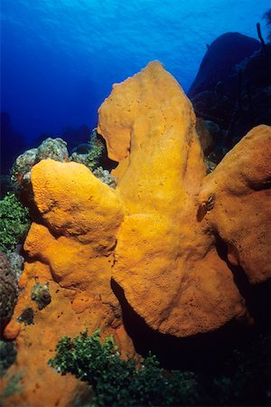 Orange éléphant oreille éponge sous l'eau (Agelas clathrodes), îles Caïmanes, West Indies Photographie de stock - Premium Libres de Droits, Code: 625-01745284
