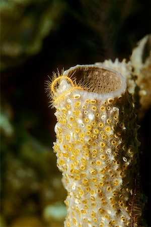 simsearch:625-01745228,k - Close-up of Branching Vase Sponge (Callyspongia vaginalis) underwater, Belize Foto de stock - Sin royalties Premium, Código: 625-01745288