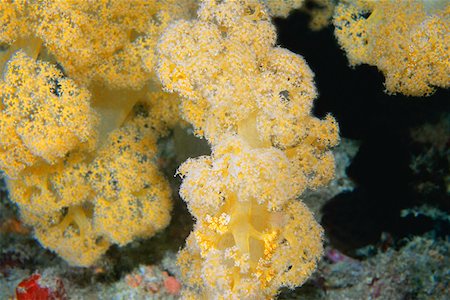simsearch:625-01745252,k - Close-up of Pale Yellow Soft Coral underwater, Maldives Stock Photo - Premium Royalty-Free, Code: 625-01745289