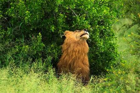 Lion (Panthera leo) in a forest, Motswari Game Reserve, Timbavati Private Game Reserve, Kruger National Park, Limpopo, South Fotografie stock - Premium Royalty-Free, Codice: 625-01745297