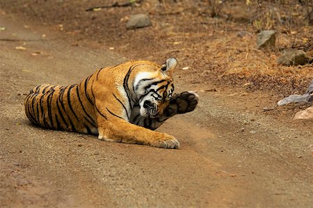 simsearch:625-01745325,k - Tigress (Panthera tigris) lying on the dirt road and rubbing her eyes, Ranthambore National Park, Rajasthan, India Foto de stock - Royalty Free Premium, Número: 625-01745299