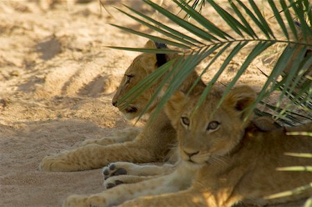picture of cat sitting on plant - Three lion (Panthera leo) cubs sitting in a forest, Motswari Game Reserve, Timbavati Private Game Reserve, Kruger National Stock Photo - Premium Royalty-Free, Code: 625-01745306