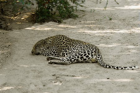 Leopard (Panthera pardus) resting in a forest, Motswari Game Reserve, Timbavati Private Game Reserve, Kruger National Park, Fotografie stock - Premium Royalty-Free, Codice: 625-01745307