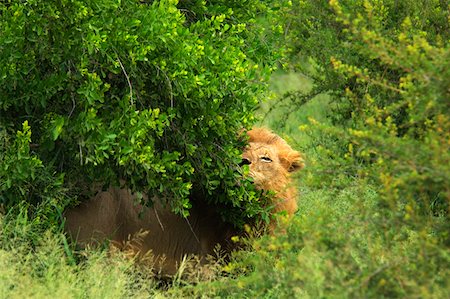 simsearch:625-01745300,k - Lion (Panthera leo) in a forest, Motswari Game Reserve, Timbavati Private Game Reserve, Kruger National Park, Limpopo, South Foto de stock - Sin royalties Premium, Código: 625-01745308