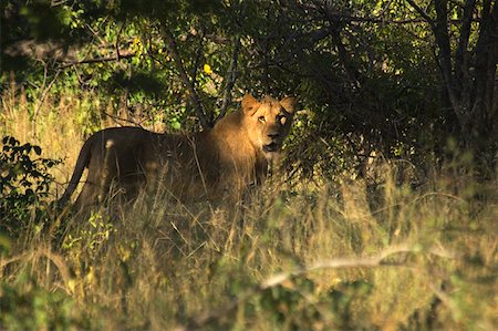 simsearch:625-01745300,k - Lion (Panthera leo) in a forest, Makalali Private Game Reserve, Kruger National Park, Limpopo, South Africa Foto de stock - Sin royalties Premium, Código: 625-01745300