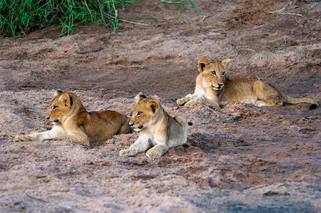 Three lion (Panthera leo) cubs sitting in a forest, Motswari Game Reserve, Timbavati Private Game Reserve, Kruger National Fotografie stock - Premium Royalty-Free, Codice: 625-01745314