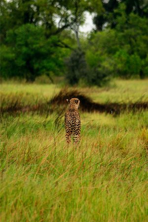 simsearch:625-01745300,k - Cheetah (Acinonyx jubatus) standing in a forest, Okavango Delta, Botswana Foto de stock - Sin royalties Premium, Código: 625-01745318