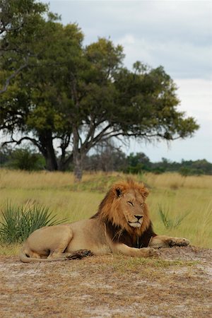 simsearch:625-01263590,k - Lion (Panthera leo) sitting in a forest, Okavango Delta, Botswana Foto de stock - Sin royalties Premium, Código: 625-01745319