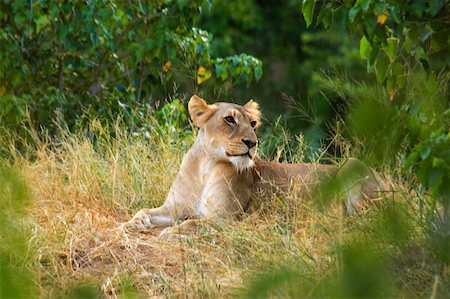 Lioness (Panthera leo) sitting in a forest, Makalali Private Game Reserve, Kruger National Park, Limpopo, South Africa Stock Photo - Premium Royalty-Free, Code: 625-01745326