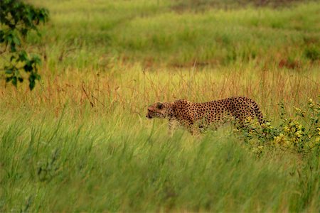 simsearch:625-01745333,k - Cheetah (Acinonyx jubatus) standing in a forest, Okavango Delta, Botswana Foto de stock - Sin royalties Premium, Código: 625-01745321