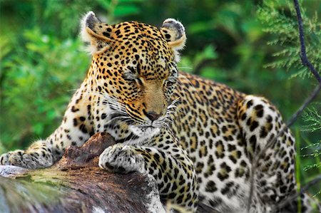Leopard (Panthera pardus) resting on a tree in a forest, Motswari Game Reserve, Timbavati Private Game Reserve, Kruger National Stock Photo - Premium Royalty-Free, Code: 625-01745337