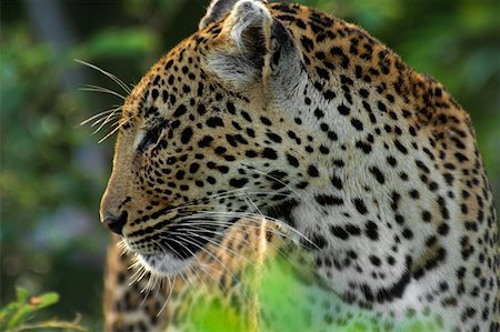 spotted panther - Close-up of a female leopard (Panthera pardus) in a forest, Motswari Game Reserve, Timbavati Private Game Reserve, Kruger Stock Photo - Premium Royalty-Free, Code: 625-01745331