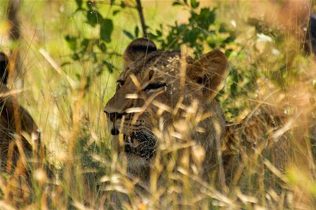 Lion (Panthera leo) cub in a forest, Makalali Private Game Reserve, Limpopo, South Africa Stock Photo - Premium Royalty-Free, Code: 625-01745333