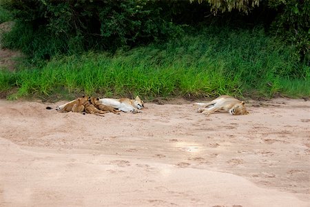 simsearch:625-01745347,k - Lioness (Panthera leo) sleeping with its cubs in a forest, Motswari Game Reserve, Timbavati Private Game Reserve, Kruger Foto de stock - Sin royalties Premium, Código: 625-01745347