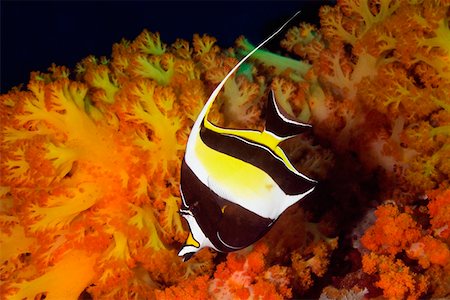 simsearch:625-01745362,k - Moorish Idol (Zancluse cornutus) swimming underwater, North Sulawesi, Sulawesi, Indonesia Stock Photo - Premium Royalty-Free, Code: 625-01745354