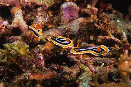 sea slug - Three Nudibranches swimming underwater, Papua New Guinea Stock Photo - Premium Royalty-Free, Code: 625-01745356