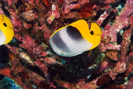 simsearch:625-01745357,k - Two Saddleback butterflyfish (Chaetodon ephippium) swimming underwater, Papua New Guinea Foto de stock - Sin royalties Premium, Código: 625-01745359