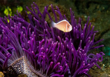 simsearch:625-01745411,k - Pink Anemonefish (Amphiprion perideriaion) swimming underwater North Sulawesi, Sulawesi, Indonesia Foto de stock - Sin royalties Premium, Código: 625-01745353