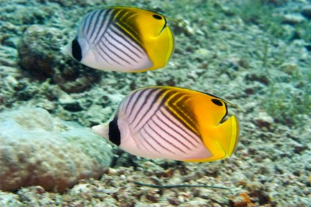 Deux poisson-papillon (Chaetodon auriga) nageant sous l'eau, Papouasie Nouvelle-Guinée Photographie de stock - Premium Libres de Droits, Code: 625-01745364