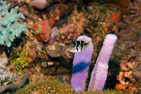 simsearch:625-01745272,k - Valentinni's Sharpnose puffer (Canthigaster valentini) swimming underwater, Papua New Guinea Stock Photo - Premium Royalty-Free, Code: 625-01745366