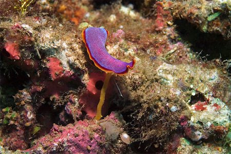 simsearch:625-01745411,k - Nudibranch swimming underwater, Papua New Guinea Foto de stock - Sin royalties Premium, Código: 625-01745368