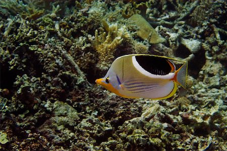 simsearch:625-01745392,k - Saddled butterflyfish (Chaetodon ephippium) swimming underwater, Papua New Guinea Stock Photo - Premium Royalty-Free, Code: 625-01745361