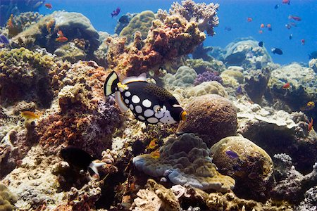 simsearch:625-01745270,k - Clown triggerfish (Balistoides conspicillum) swimming underwater Papua New Guinea Stock Photo - Premium Royalty-Free, Code: 625-01745362