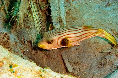 simsearch:625-01745397,k - Striped Puffer (Arothron manilensis) swimming underwater, Papua New Guinea Foto de stock - Sin royalties Premium, Código: 625-01745374
