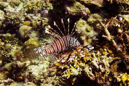 simsearch:625-01745362,k - Longspine lionfish swimming underwater, North Sulawesi, Sulawesi, Indonesia Stock Photo - Premium Royalty-Free, Code: 625-01745375