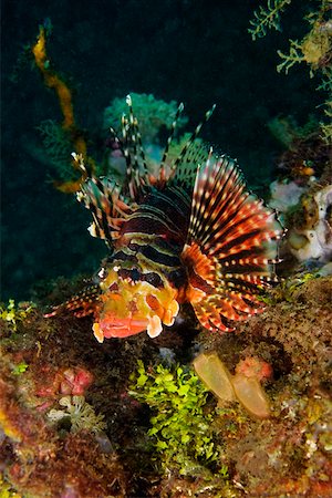 simsearch:625-01745362,k - Mombasa Lionfish swimming underwater, North Sulawesi, Sulawesi, Indonesia Stock Photo - Premium Royalty-Free, Code: 625-01745377