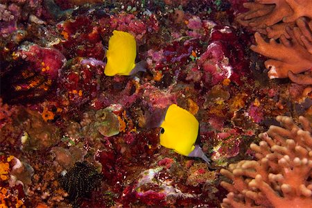 Deux gros meunier rouge papillon (Forcipiger longirostris) nageant sous l'eau, Sulawesi du Nord, Sulawesi, Indonésie Photographie de stock - Premium Libres de Droits, Code: 625-01745371