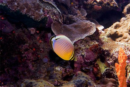 simsearch:625-01745354,k - Redfin butterflyfish (Chaetodon lunulatus) swimming underwater, North Sulawesi, Sulawesi, Indonesia Foto de stock - Sin royalties Premium, Código: 625-01745387