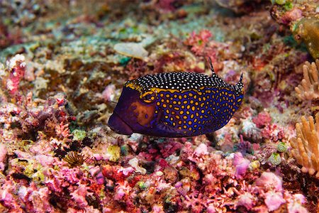 simsearch:625-01745411,k - Spotted boxfish (Ostracion meleagris) swimming underwater, North Sulawesi, Sulawesi, Indonesia Foto de stock - Sin royalties Premium, Código: 625-01745380