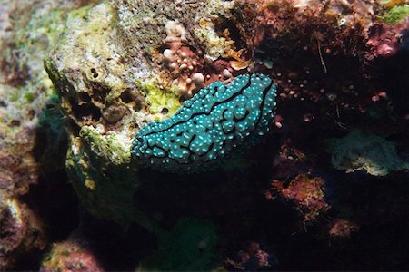 simsearch:625-01745354,k - Nudibranch swimming underwater, Papua New Guinea Foto de stock - Sin royalties Premium, Código: 625-01745394