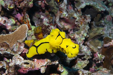 simsearch:625-01745362,k - Nudibranch swimming underwater, Papua New Guinea Stock Photo - Premium Royalty-Free, Code: 625-01745395