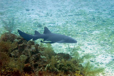 simsearch:625-01745252,k - Nurse Shark (Ginglymostoma cirratum) swimming underwater, Cayman Islands Foto de stock - Sin royalties Premium, Código: 625-01745399