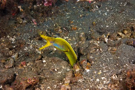 Yellow Ribbon eel (Rhinomuraena quaesita) underwater, North Sulawesi, Sulawesi, Indonesia Stock Photo - Premium Royalty-Free, Code: 625-01745392